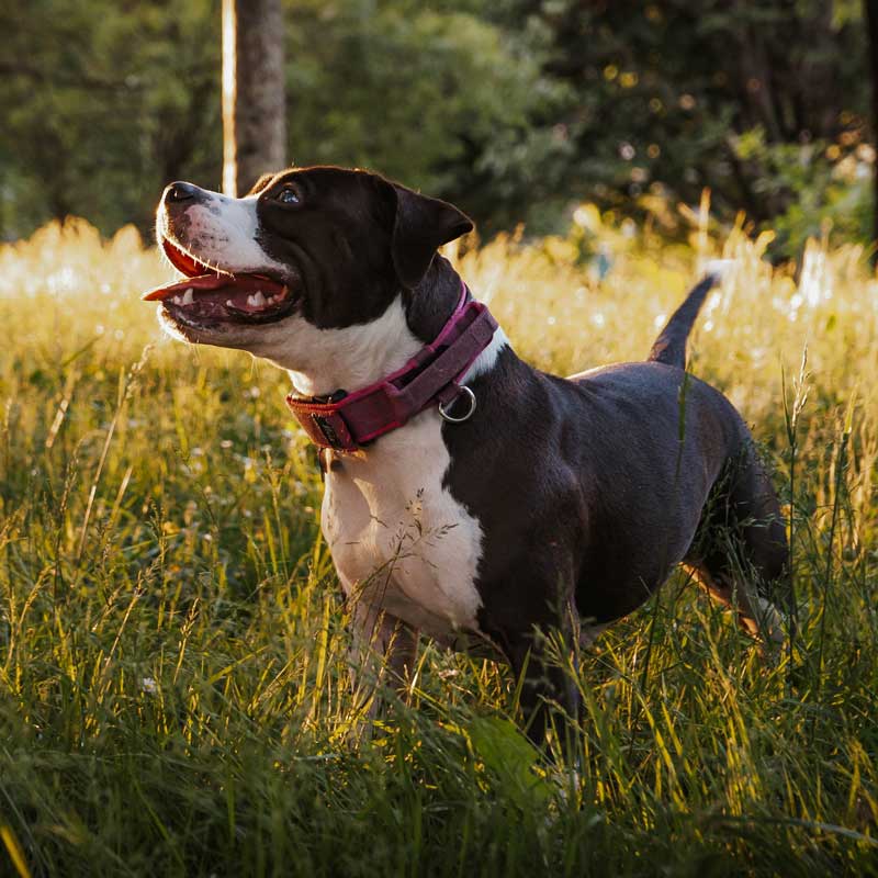 Pet Wellness Care In Aragon, GA Pet Wellness Care In Aragon, GA
