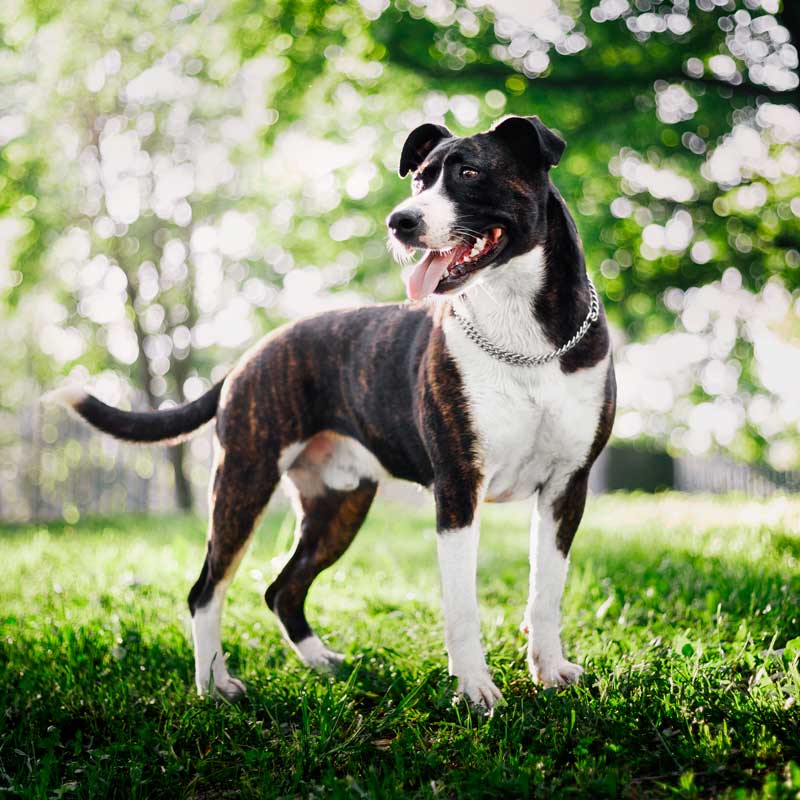 Pet Preventative Care In Aragon, GA