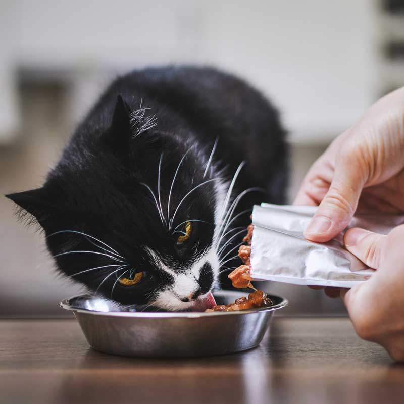 Pet Preventative Care In Aragon, GA